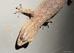 Hemidactylus agrius