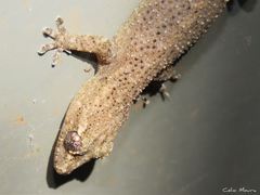 Hemidactylus agrius