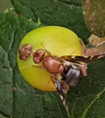 Parastenopa limata