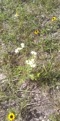 Parthenium bipinnatifidum