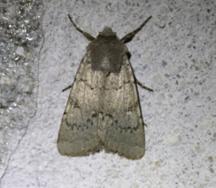 Epipsilia grisescens