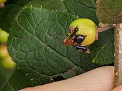 Parastenopa limata