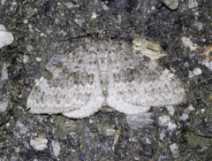 Entephria flavata