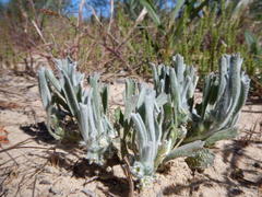 Centella tridentata litoralis