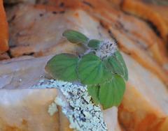 Pelargonium moniliforme
