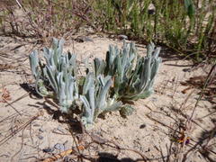 Centella tridentata litoralis