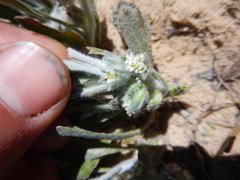 Centella tridentata litoralis