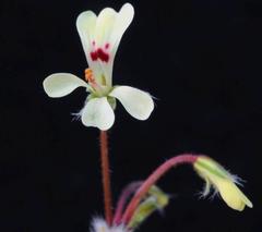 Pelargonium moniliforme