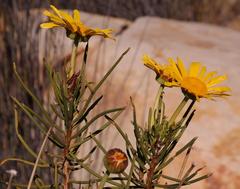 Euryops brevilobus