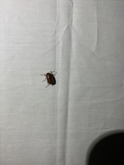 Coleoptera