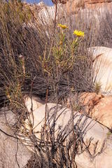 Euryops brevilobus