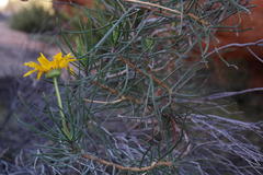 Euryops brevilobus