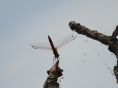 Trithemis annulata