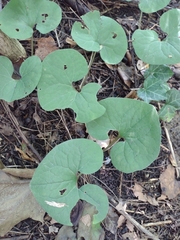 Asarum