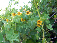 Tropaeolum ciliatum