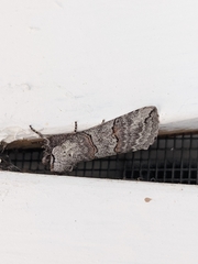 Ceranemota tearlei