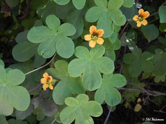 Tropaeolum ciliatum