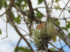 Tillandsia loliacea