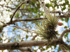 Tillandsia loliacea
