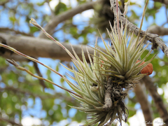 Tillandsia loliacea