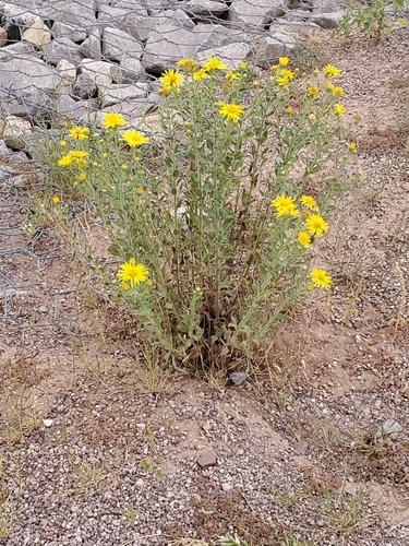 Image of Heterotheca zionensis by no rights reserved