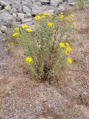 Heterotheca zionensis