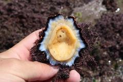 Scutellastra longicosta