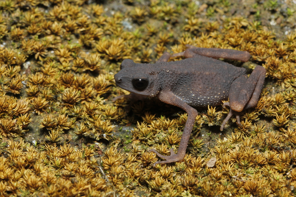 Cave-Dwelling Stream-Toad