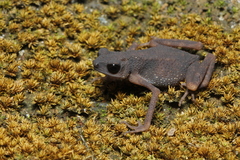 Cave-Dwelling Stream-Toad photo 1