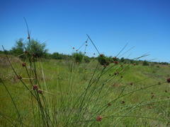Cyperaceae