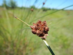 Cyperaceae