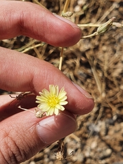 Lactuca serriola