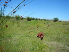 Cyperaceae