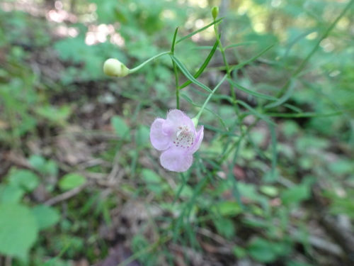 Roundstem false foxglove (Agalinis gattingeri)