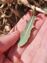 Lactuca serriola