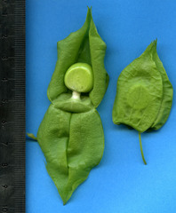 Physalis ignota