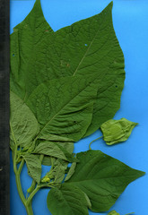 Physalis ignota