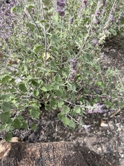Salvia pinguifolia