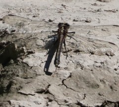 Dromogomphus spinosus