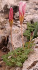 Oxalis lichenoides
