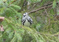 Mniotilta varia image
