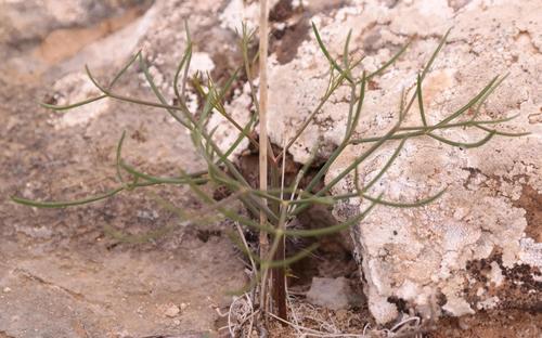 Hairy Aniseroot (Annesorhiza lateriflora)