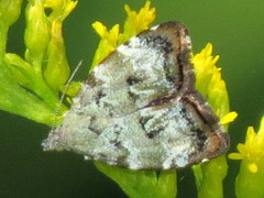 Choreutis diana
