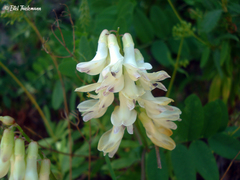 Vicia nigricans