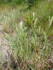 Polypogon monspeliensis