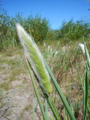 Polypogon monspeliensis