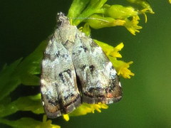 Choreutis diana