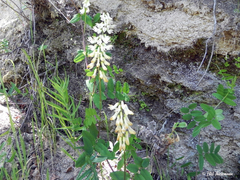 Vicia nigricans