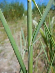 Polypogon monspeliensis