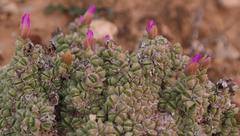 Antimima fenestrata